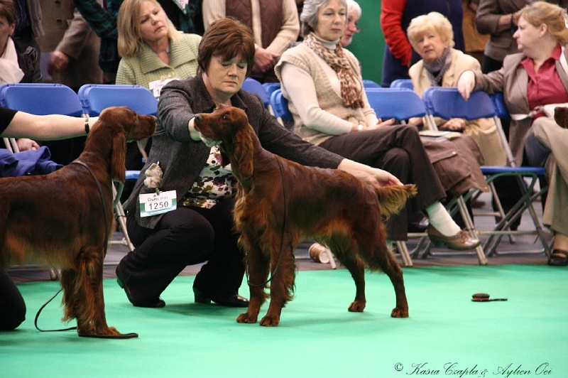 Crufts2011 138.jpg